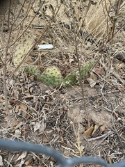 Opuntia cymochila