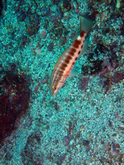 Serranus psittacinus