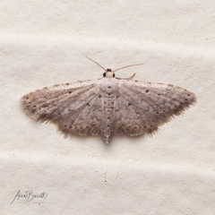 Sigela basipunctaria