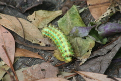 Saturnia pyretorum