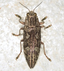 Texania campestris