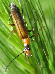 Podabrus cavicollis