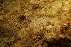 Phoronis