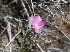 Clarkia lassenensis