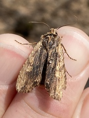 Lithophane hemina
