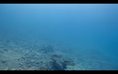 Selar crumenophthalmus