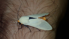 Selenarctia elissa