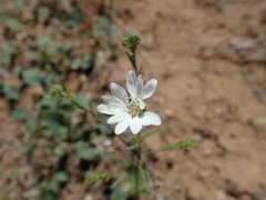 Blepharipappus scaber
