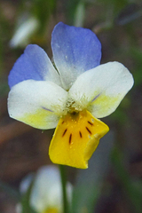 Viola hymettia