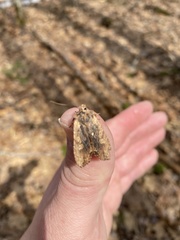 Lithophane hemina