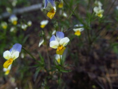 Viola hymettia
