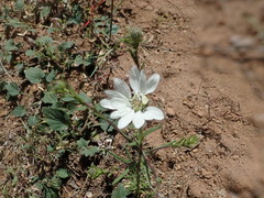 Blepharipappus scaber