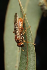 Pergagrapta turneri