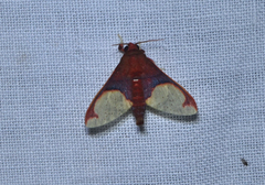 Pseudepimolis incarnata