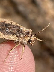 Lithophane hemina