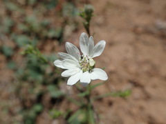 Blepharipappus scaber