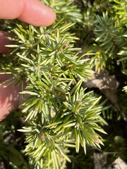 Juniperus rigida conferta