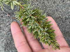 Juniperus rigida conferta