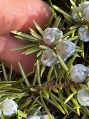 Juniperus rigida conferta
