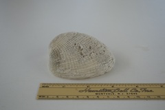 Periglypta reticulata