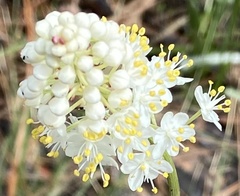Stenanthium densum