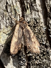Lithophane hemina