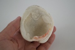 Periglypta reticulata