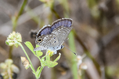 Hemiargus ceraunus