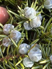 Juniperus rigida conferta