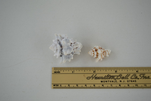 Vasum turbinellus observed 2021-05-08