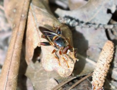 Teuchocnemis bacuntius