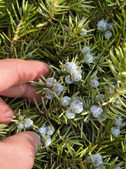 Juniperus rigida conferta