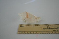 Gibberulus gibberulus