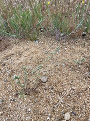 Plagiobothrys greenei