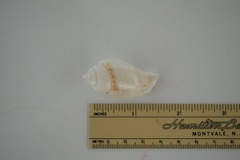 Gibberulus gibberulus