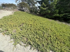 Juniperus rigida conferta