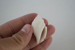 Gibberulus gibberulus