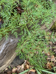 Lomatium multifidum