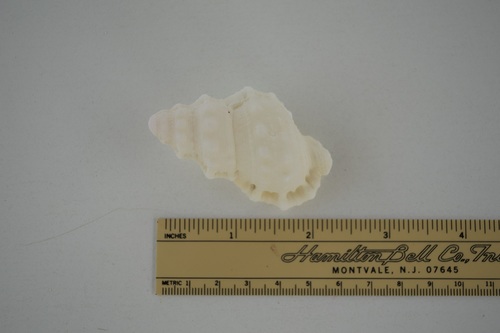 Dulcerana affinis observed 2021-05-08