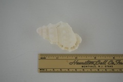 Dulcerana affinis