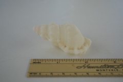 Dulcerana affinis