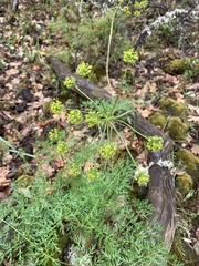 Lomatium multifidum