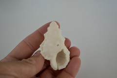 Dulcerana affinis