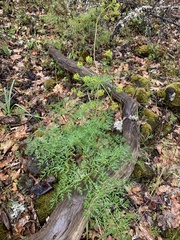 Lomatium multifidum