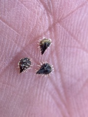 Plagiobothrys greenei