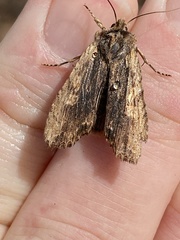 Lithophane hemina