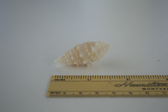 Cerithium echinatum