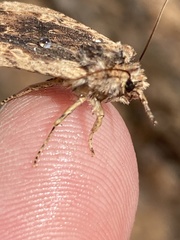 Lithophane hemina
