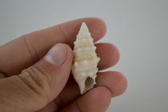 Cerithium echinatum