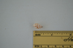 Peristernia chlorostoma